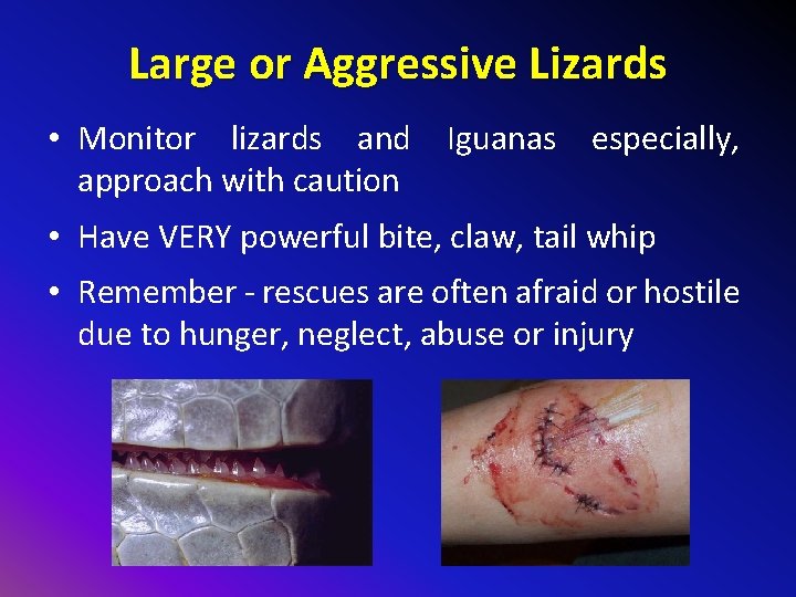 Large or Aggressive Lizards • Monitor lizards and Iguanas especially, approach with caution •