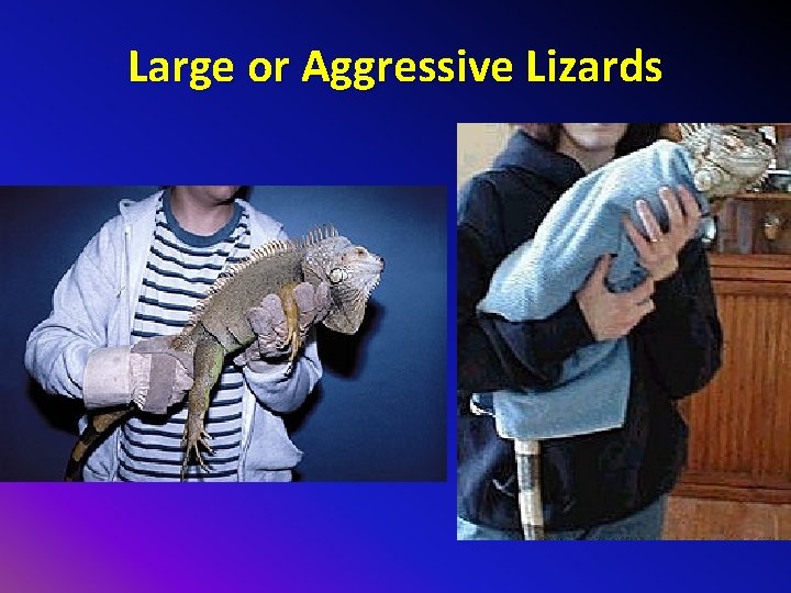 Large or Aggressive Lizards 