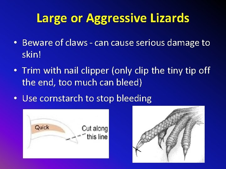 Large or Aggressive Lizards • Beware of claws - can cause serious damage to