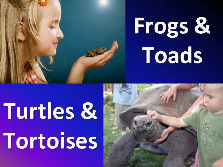 Frogs & Toads Turtles & Tortoises 