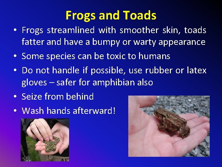 Frogs and Toads • Frogs streamlined with smoother skin, toads fatter and have a