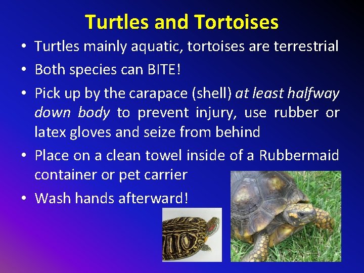 Turtles and Tortoises • Turtles mainly aquatic, tortoises are terrestrial • Both species can