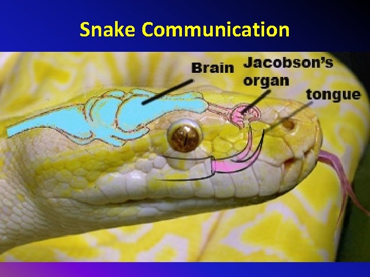 Snake Communication 