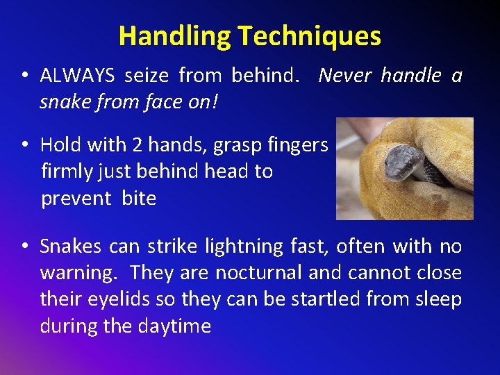 Handling Techniques • ALWAYS seize from behind. Never handle a snake from face on!