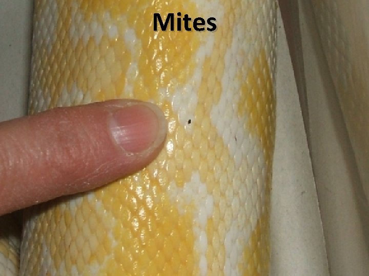 Mites 