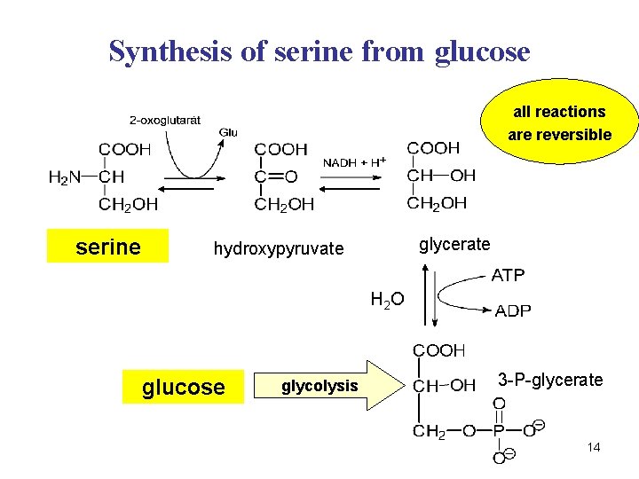 Synthesis of serine from glucose all reactions are reversible serine glycerate hydroxypyruvate H 2