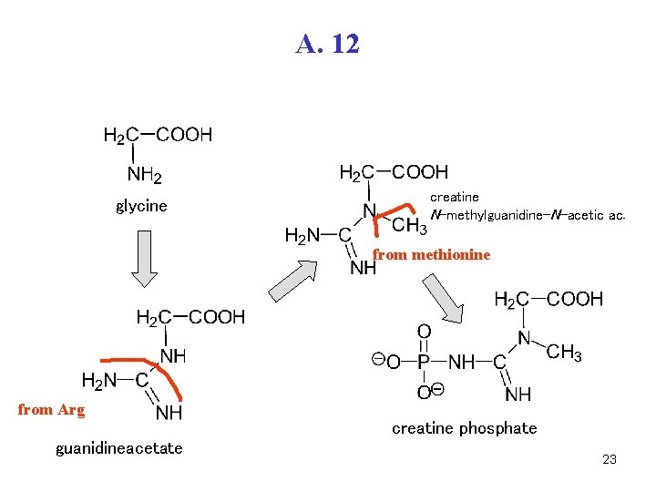 A. 12 glycine creatine N-methylguanidine-N-acetic ac. from methionine from Arg guanidineacetate creatine phosphate 23