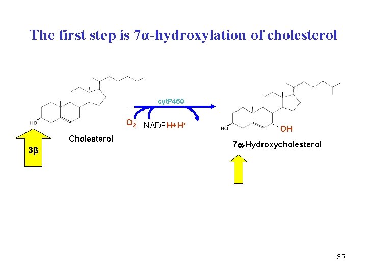 The first step is 7α-hydroxylation of cholesterol cyt. P 450 O 2 NADPH+H+ Cholesterol