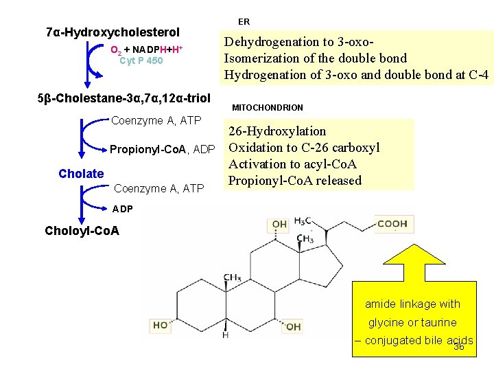 7α-Hydroxycholesterol O 2 + NADPH+H+ Cyt P 450 5β-Cholestane-3α, 7α, 12α-triol Coenzyme A, ATP