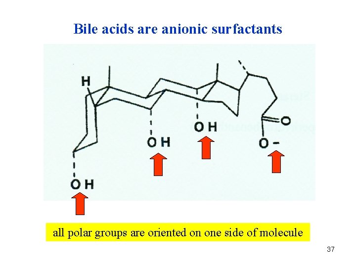 Bile acids are anionic surfactants all polar groups are oriented on one side of