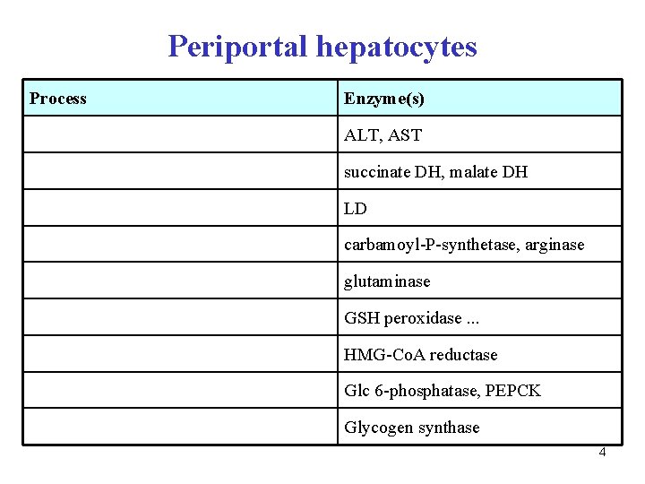 Periportal hepatocytes Process Enzyme(s) ALT, AST succinate DH, malate DH LD carbamoyl-P-synthetase, arginase glutaminase