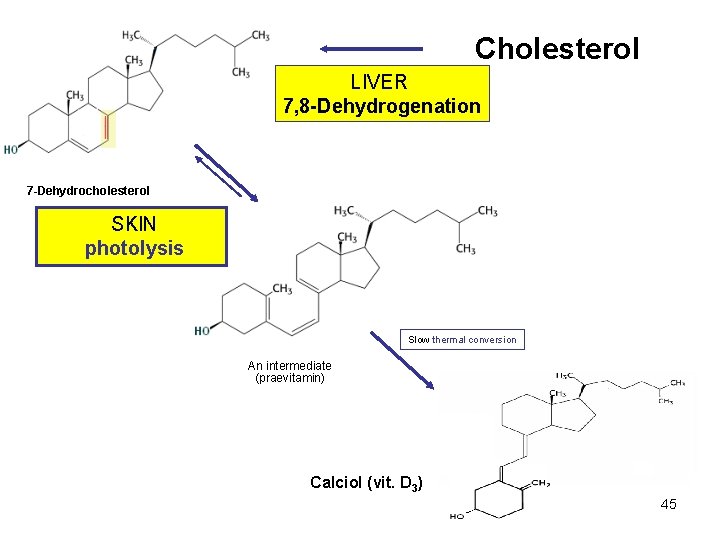 Cholesterol LIVER 7, 8 -Dehydrogenation 7 -Dehydrocholesterol SKIN photolysis Slow thermal conversion An intermediate