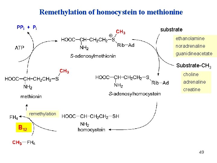 Remethylation of homocystein to methionine substrate ethanolamin noradrenaline guanidinacetát guanidineacetate Substrate-CH 3 choline adrenaline