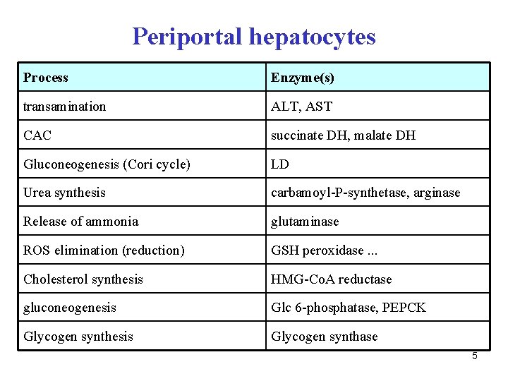 Periportal hepatocytes Process Enzyme(s) transamination ALT, AST CAC succinate DH, malate DH Gluconeogenesis (Cori