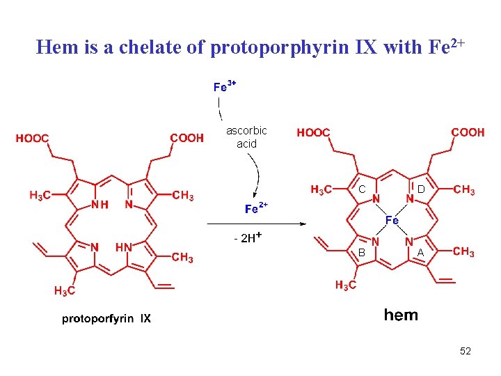 Hem is a chelate of protoporphyrin IX with Fe 2+ ascorbic acid C D