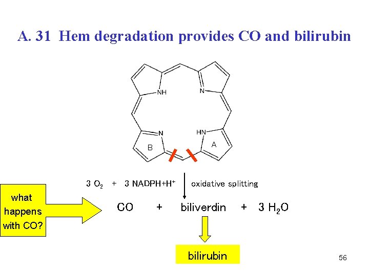 A. 31 Hem degradation provides CO and bilirubin A B 3 O 2 +