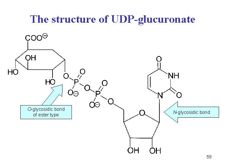 The structure of UDP-glucuronate O-glycosidic bond of ester type N-glycosidic bond 59 