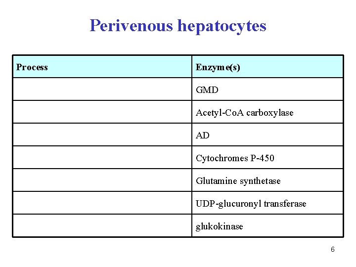 Perivenous hepatocytes Process Enzyme(s) GMD Acetyl-Co. A carboxylase AD Cytochromes P-450 Glutamine synthetase UDP-glucuronyl