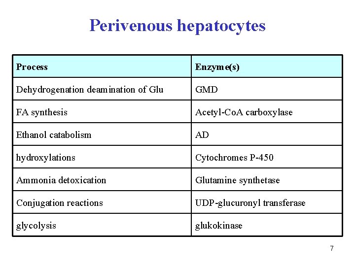 Perivenous hepatocytes Process Enzyme(s) Dehydrogenation deamination of Glu GMD FA synthesis Acetyl-Co. A carboxylase