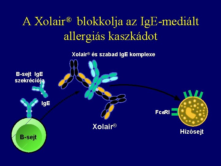 A Xolair® blokkolja az Ig. E-mediált allergiás kaszkádot Xolair® és szabad Ig. E komplexe A Xolair® blokkolja az Ig. E-mediált allergiás kaszkádot Xolair® és szabad Ig. E komplexe
