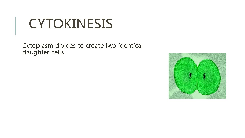 CYTOKINESIS Cytoplasm divides to create two identical daughter cells 