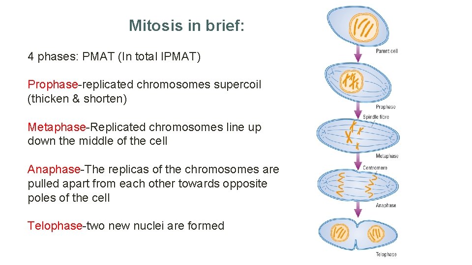 Mitosis in brief: 4 phases: PMAT (In total IPMAT) Prophase-replicated chromosomes supercoil (thicken &