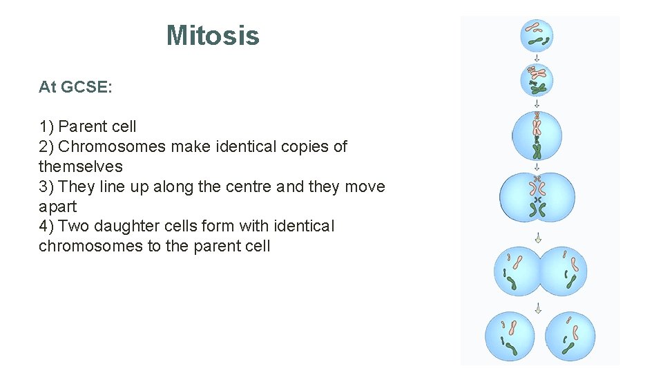 Mitosis At GCSE: 1) Parent cell 2) Chromosomes make identical copies of themselves 3)