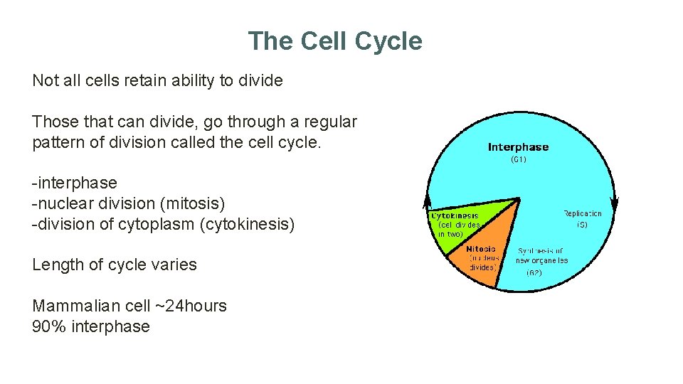 The Cell Cycle Not all cells retain ability to divide Those that can divide,