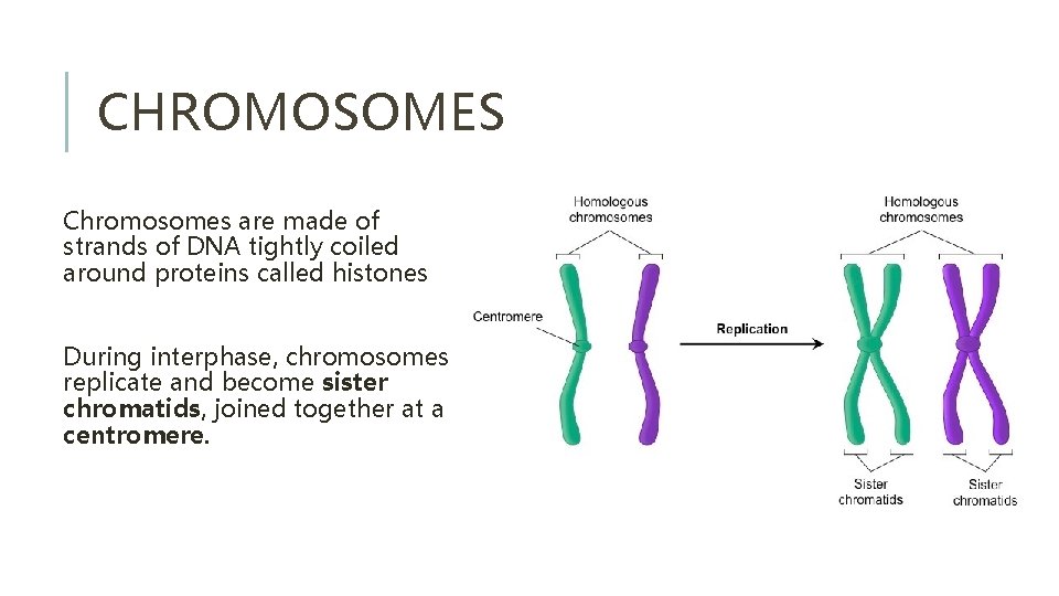 CHROMOSOMES Chromosomes are made of strands of DNA tightly coiled around proteins called histones