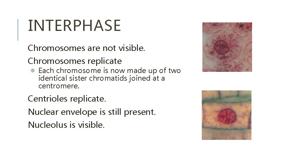 INTERPHASE Chromosomes are not visible. Chromosomes replicate Each chromosome is now made up of