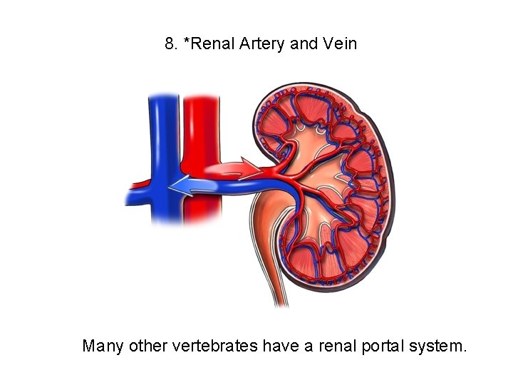 8. *Renal Artery and Vein Many other vertebrates have a renal portal system. 