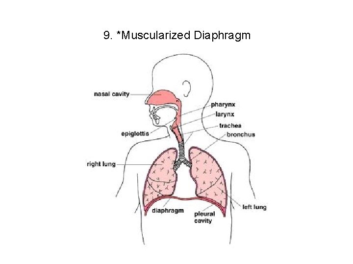 9. *Muscularized Diaphragm 