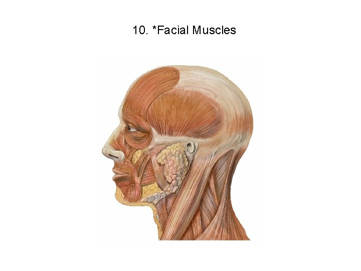 10. *Facial Muscles 