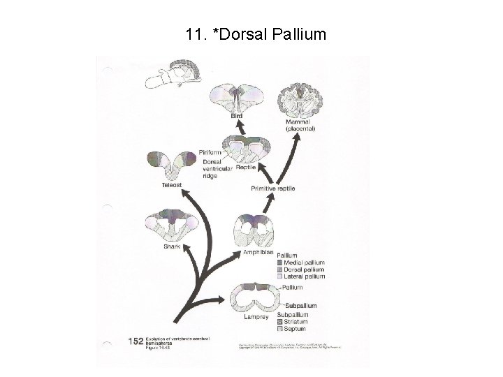 11. *Dorsal Pallium 