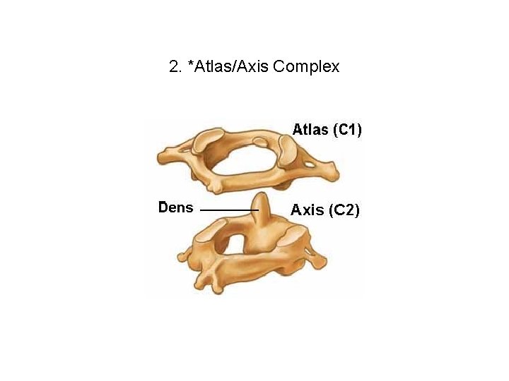 2. *Atlas/Axis Complex 