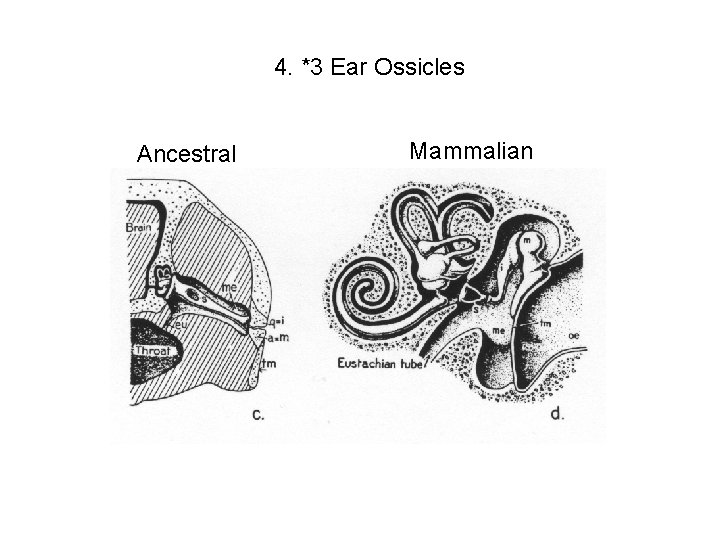 4. *3 Ear Ossicles Ancestral Mammalian 