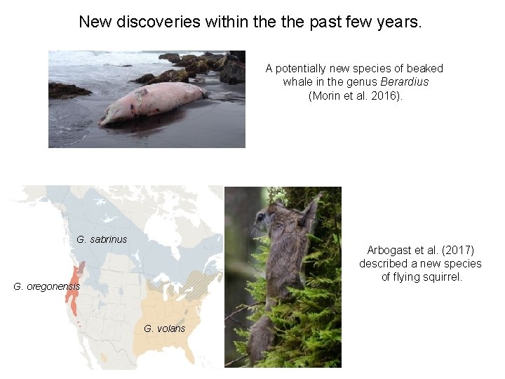 New discoveries within the past few years. A potentially new species of beaked whale