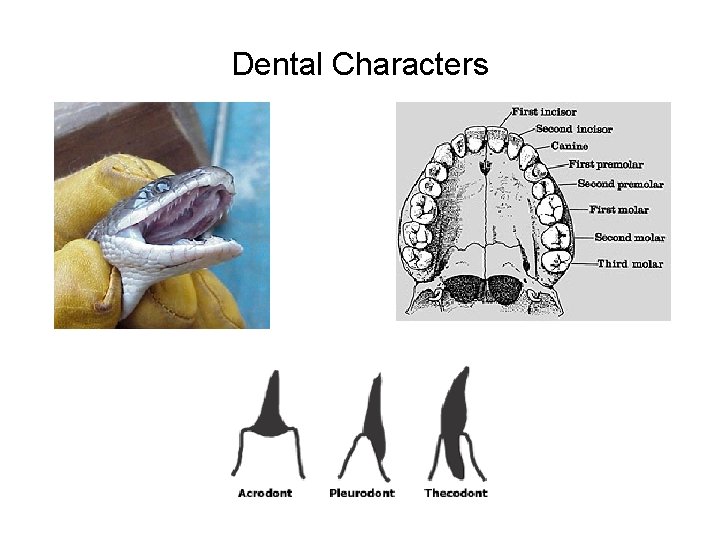 Dental Characters 