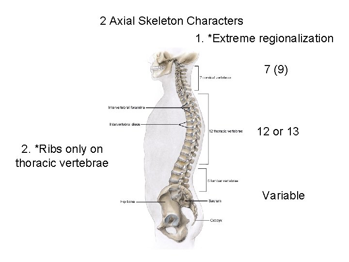 2 Axial Skeleton Characters 1. *Extreme regionalization 7 (9) 12 or 13 2. *Ribs