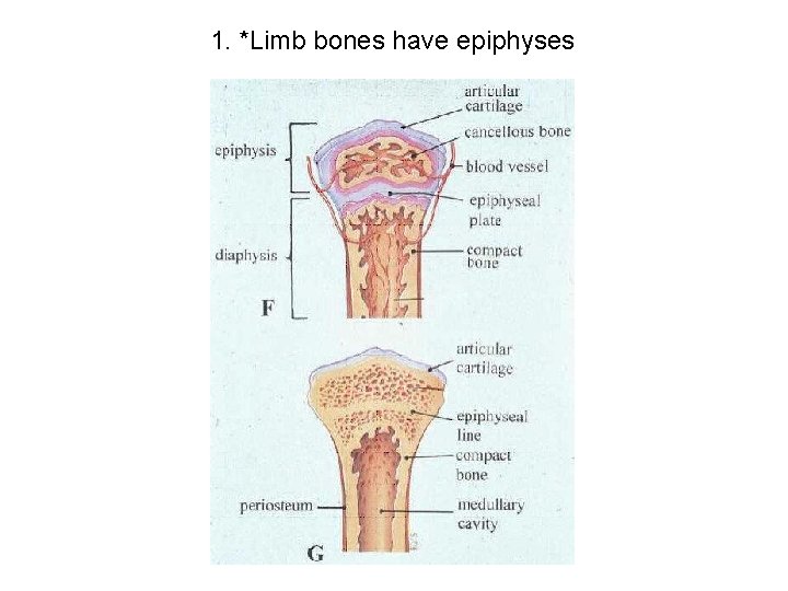 1. *Limb bones have epiphyses 