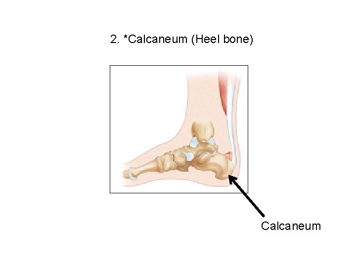 2. *Calcaneum (Heel bone) Calcaneum 