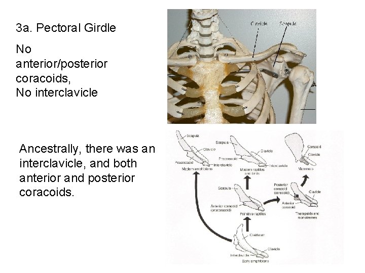 3 a. Pectoral Girdle No anterior/posterior coracoids, No interclavicle Ancestrally, there was an interclavicle,
