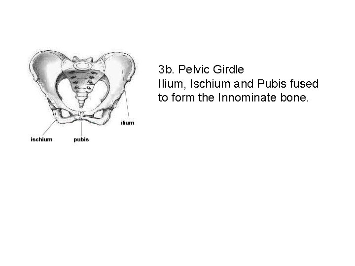 3 b. Pelvic Girdle Ilium, Ischium and Pubis fused to form the Innominate bone.