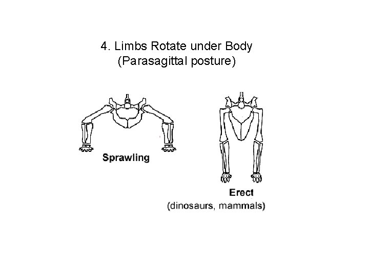 4. Limbs Rotate under Body (Parasagittal posture) 