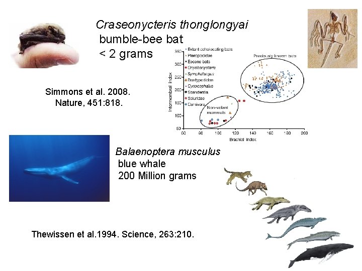 Craseonycteris thonglongyai bumble-bee bat < 2 grams Simmons et al. 2008. Nature, 451: 818.