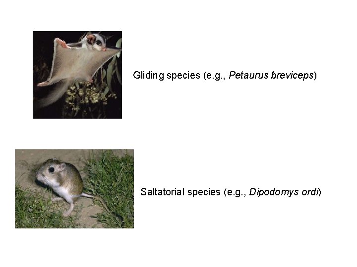 Gliding species (e. g. , Petaurus breviceps) Saltatorial species (e. g. , Dipodomys ordi)