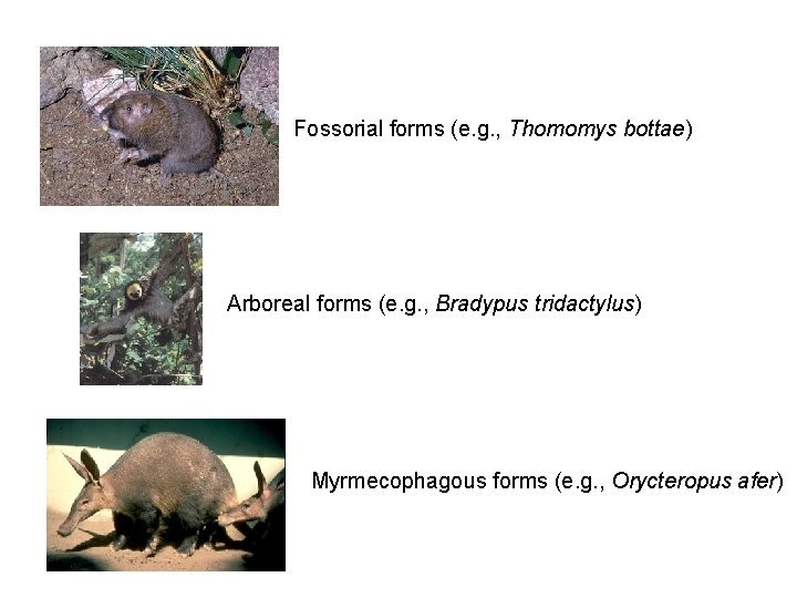 Fossorial forms (e. g. , Thomomys bottae) Arboreal forms (e. g. , Bradypus tridactylus)