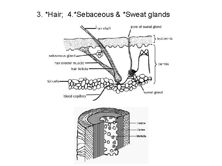 3. *Hair; 4. *Sebaceous & *Sweat glands 