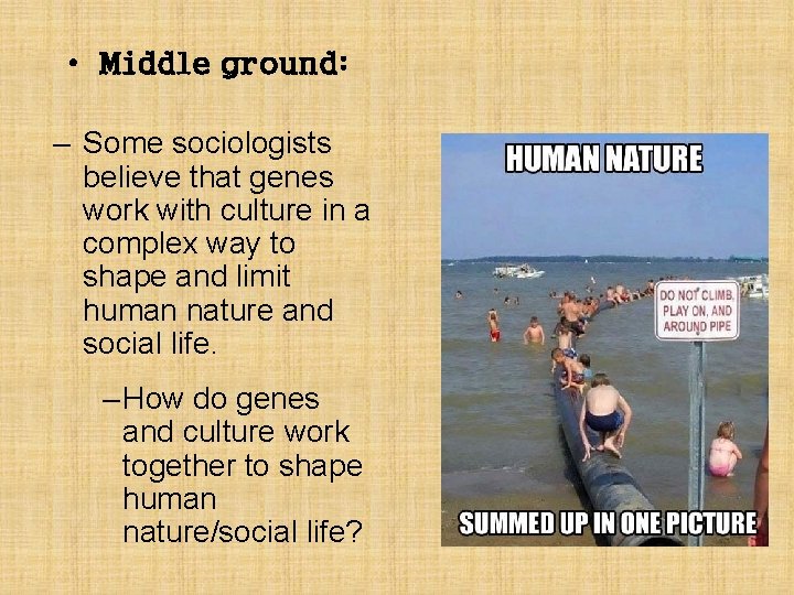  • Middle ground: – Some sociologists believe that genes work with culture in
