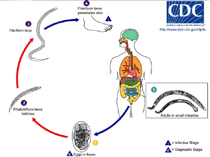 Intestinal Nematodes Anclystoma duodenale Raed Z. Ahmed, Medical Parasitology Lab. , 2012 
